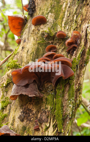 Der Jude Ohr Pilz Fruchtkörper wachsen auf sterben Holunder Baumstamm Stockfoto