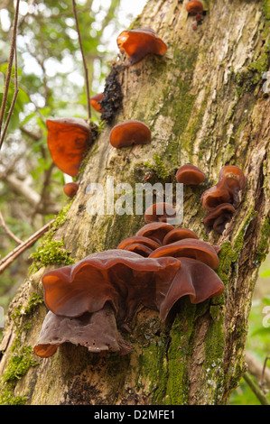 Der Jude Ohr Pilz Fruchtkörper wachsen auf sterben Holunder Baumstamm Stockfoto