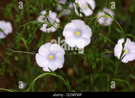 Flachs, gemeinsame Flachs oder Leinsamen, Linum Usitatissimum, Leingewächse. Mittelmeer und Westeuropa. Stockfoto