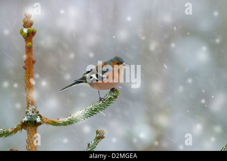 Einzigen männlichen Buchfinken Fringilla Coelebs auf AST Hecke im Schneegestöber Stockfoto