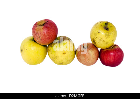 rote und gelbe Äpfel auf weißem Hintergrund Stockfoto