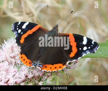 Makro eines Schmetterlings Red Admiral (Vanessa Atalanta) in verschiedenen Posen, Flügel geöffnet, halboffene & geschlossen (mehr als 60 Bilder) Stockfoto