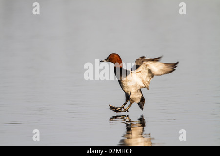 Gemeinsamen Tafelenten (Aythya 40-jähriger), Männchen, Landung auf dem Wasser, Slimbridge, Gloucestershire, England, Januar Stockfoto