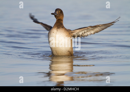 Erwachsenfrau Reiherenten (Aythya Fuligula), mit Flügeln schlägt und aus dem Wasser heben, nach dem Baden, Slimbridge, Gloucestershire, Stockfoto