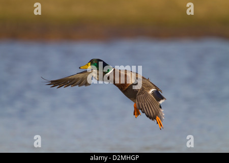 Stockente (anas platyrhynchos), männlicher Erwachsener, der auf dem Wasser landet, Slimbridge, Gloucestershire, England, Januar Stockfoto