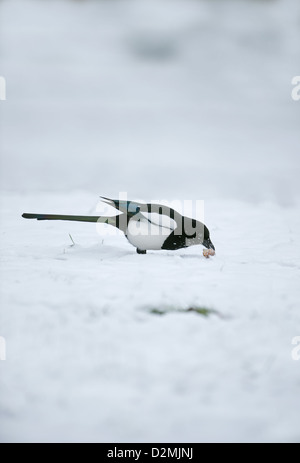 Elster im Schnee auf Nahrungssuche Stockfoto