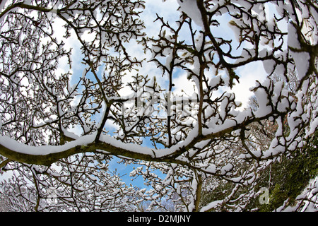 Bäume im Winter auf Hampstead Heath London UK Stockfoto