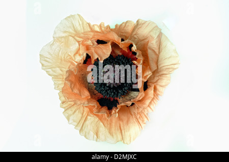 Coral Pink orientalische Mohn [Papaver Orientale] isoliert auf weißem Hintergrund Stockfoto
