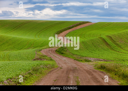 Kurvenreiche Landstraße im Palouse Stockfoto