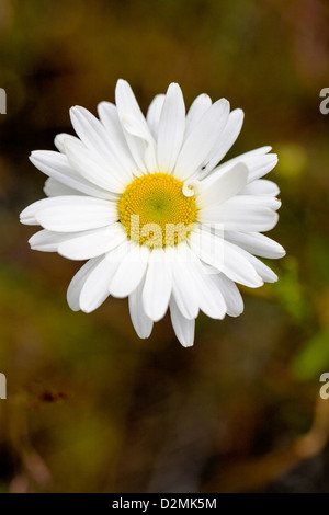 Weiße Margeriten (Asteraceae) blühen entlang der Autobahn 1 in der Nähe von Saxton, Halbinsel Kenai, Alaska, USA Stockfoto