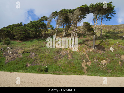 windgepeitschte Kiefern auf Hügel oberhalb von Strand Stockfoto