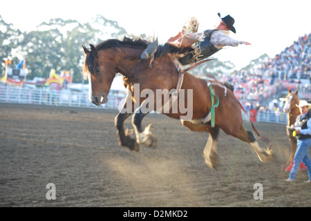 Ein unruhiges Wildpferd startet in die Luft, wie ein Cowboy, während die Salinas Rodeo festhält Stockfoto