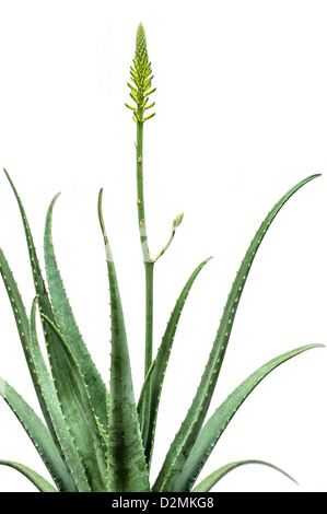 Blühenden Aloe Vera Pflanze isoliert auf weißem Hintergrund Stockfoto