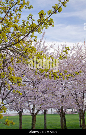 Blühende Kirschbäume in einem Park in Burlington, Ontario, Kanada. Stockfoto