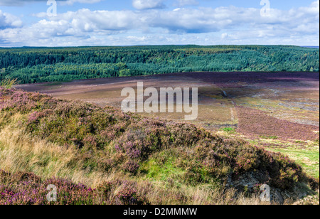 Heather in voller Blüte über die hügelige Landschaft von North York Moors an einem Sommertag in der Nähe von Levisham, Yorkshire, Großbritannien Stockfoto