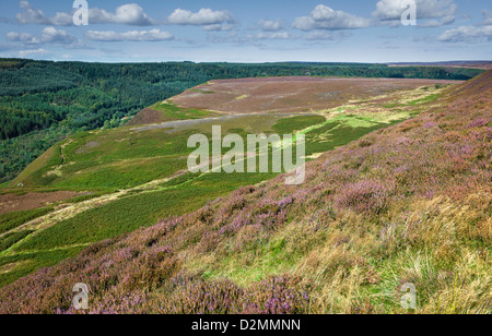 Heather in voller Blüte in den North York Moors im Sommer in der Nähe des Dorfes Levisham in North Yorkshire, UK. Stockfoto