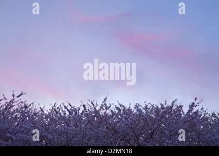 Blühende Kirschbäume in Ontario, Kanada. Stockfoto