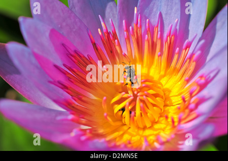 Die Draufsicht des wunderschönen Pink Lotus Stockfoto