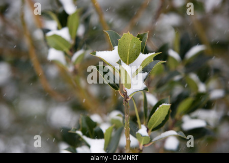 Stechpalme (Ilex Rotunda) mit Schnee auf Blätter, Schneeflocken fallen Gefangenen mit einer schnellen Verschlusszeit. Stockfoto