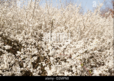 Masse der weißen wilden Prunus blühen viele Bäume selbst ausgesät wild gegen blauen Himmel im Frühling für Beginn des frühen Frühling Stockfoto