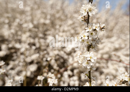 Masse der weißen wilden Prunus blühen viele Bäume selbst ausgesät wild gegen blauen Himmel im Frühling für Beginn des frühen Frühling Stockfoto