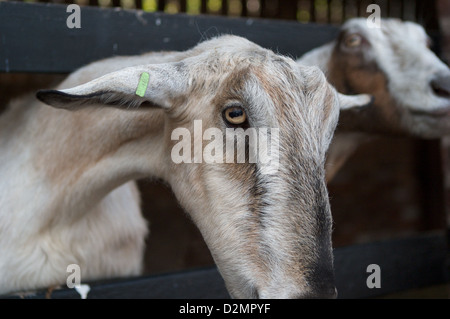 Ein Porträt von einem der vielen Ziegen, die in Cheshire Home Farm, Tatton Park, Leben Stockfoto