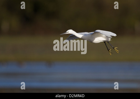 Seidenreiher (Egretta Garzetta), Erwachsene, während des Fluges im Winter, Slimbridge, Gloucestershire, England, Januar landen wird vorbereitet Stockfoto