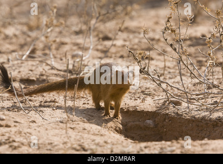 Schlanke Manguste (Galerella sanguineaund) in seiner Burrow in der Kalahari-Wüste, Südafrika Stockfoto