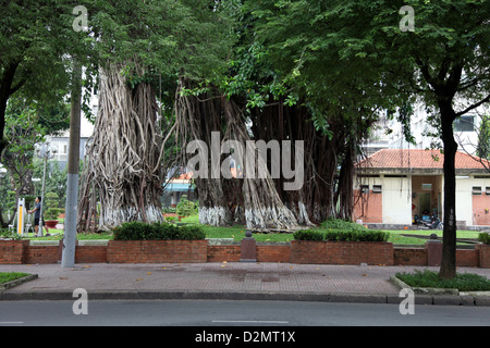 Es ist ein Foto eines Banian oder Banyan Tree Root in einer Stadt von Saigon in Vietnam. Es ist in th Straßen sehen wir seine Wurzeln Stockfoto