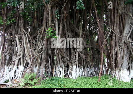 Es ist ein Foto eines Banian oder Banyan Tree Root in einer Stadt von Saigon in Vietnam. Es ist in th Straßen sehen wir seine Wurzeln Stockfoto