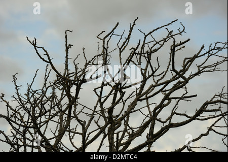 Weißdorn Baum Silhouette gegen den Himmel Besdie der South Downs Way bei Seven Sisters Stockfoto