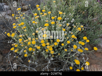 Eine Art Stroh Blume (Helichrysum Dasianthum) in Blüte, in den Cederbergen, Südafrika Stockfoto