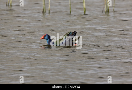 Afrikanische Purpurhuhn (Porphyrio Madagascariensis) auf See, Kap-Region, Südafrika Stockfoto