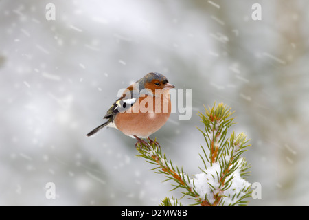 Einzigen männlichen Buchfinken Fringilla Coelebs auf AST Hecke im Schneegestöber Stockfoto