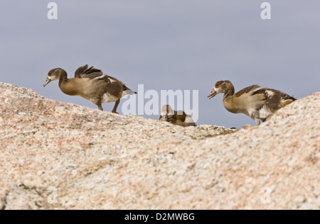 Familie der ägyptischen Gänse (Alopochen Aegyptiacus) auf Küstenfelsen, Cape, Südafrika Stockfoto