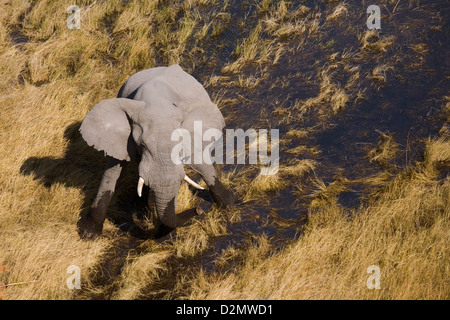 Botswana, Afrika. Eine Luftaufnahme eines Elefanten in einem Sumpf in das Moremi Game Reserve. Stockfoto
