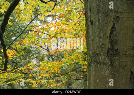 Rotbuche (Fagus Sylvatica), close-up der Baum Ast im Wald, Clowes Wood, Warwickshire, England, Oktober Stockfoto