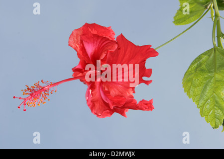 Eine einzelne rote Hibiskus Blume, die nationale Blume von Malaysia Stockfoto