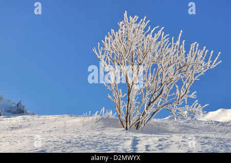 Zweige eines Strauches schneebedeckt unter blauem Himmel Stockfoto