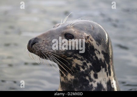 Kegelrobben (Halichoerus Grypus) close-up an der polnischen Ostseeküste Stockfoto