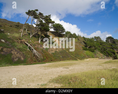 windgepeitschte Kiefern auf Hügel oberhalb von Strand Stockfoto