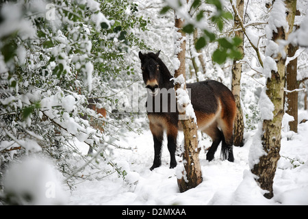 Wildpferde in Sutton Park, Sutton Coldfield, in der Nähe von Birmingham nach einem frischen fallen des Schnees, Januar 2013 Stockfoto