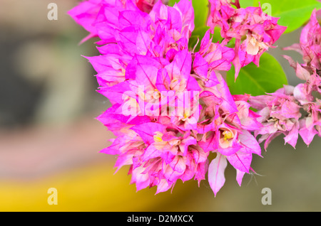 Rosa Bougainvillea Blume Stockfoto