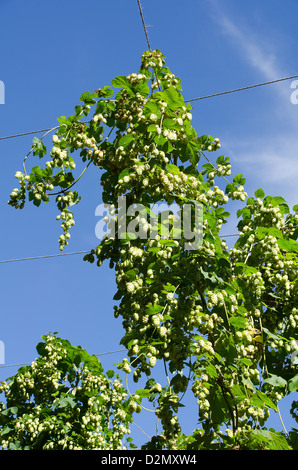 Hopfen, Drähte in einem Hop in Kent Garten aufwachsen Stockfoto