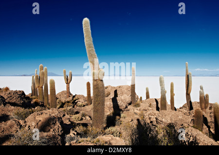 sehr alte riesige Kakteen, Trichocereus nomenklatorisches Incahuasi Insel Salz See Salar de Uyuni Stockfoto