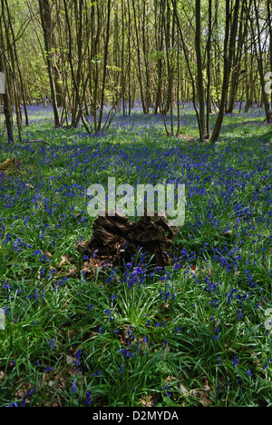 Eine englische Bluebell Holz Stockfoto