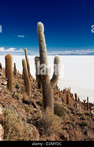 sehr alte riesige Kakteen, Trichocereus nomenklatorisches Incahuasi Insel Salz See Salar de Uyuni Stockfoto