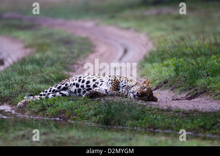 Sri Lanka Leoparden Panthera Pardus Kotiya am Wilpattu NP, Sri Lanka. Stockfoto