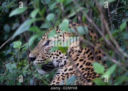 Sri Lanka Leoparden Panthera Pardus Kotiya bei lauert auf Beute versteckt im dichten Busch am Wilpattu NP, Sri Lanka. Stockfoto