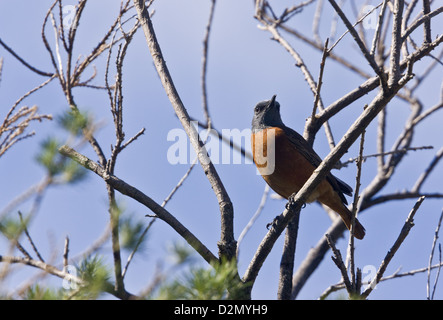 Cape Rock Soor (Monticola Rupestris) im Busch, Cape, Südafrika Stockfoto